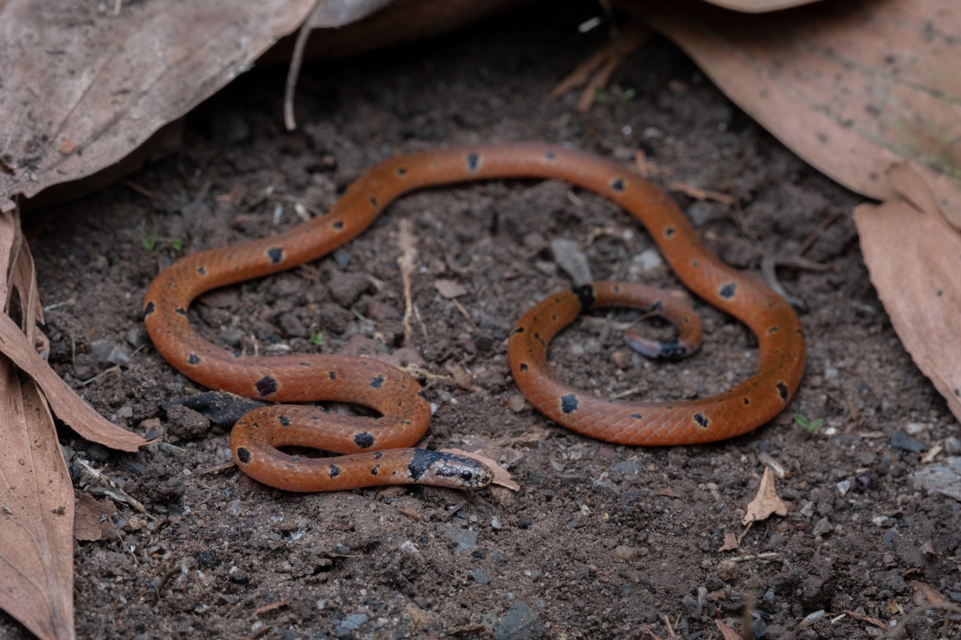Snakes in Thailand :: FirstClaesSnakes - Spotted Coral Snake Breeding And Feeding Tips